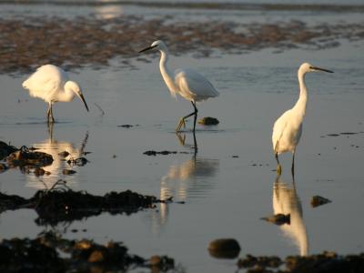 Photo representant 3 oiseaux, des aigrettes garzettes, dans une flaque d'eau de mer, en train de pecher